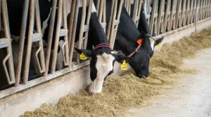 Rabobank China’s Dairy Import Gap to Widen as Demand Surges