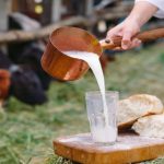 Raw milk. A man is pouring milk against the background of cows