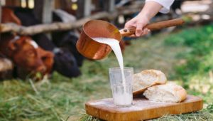 Raw milk. A man is pouring milk against the background of cows