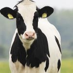 Rising costs falling revenue – a tough season for dairy farmers