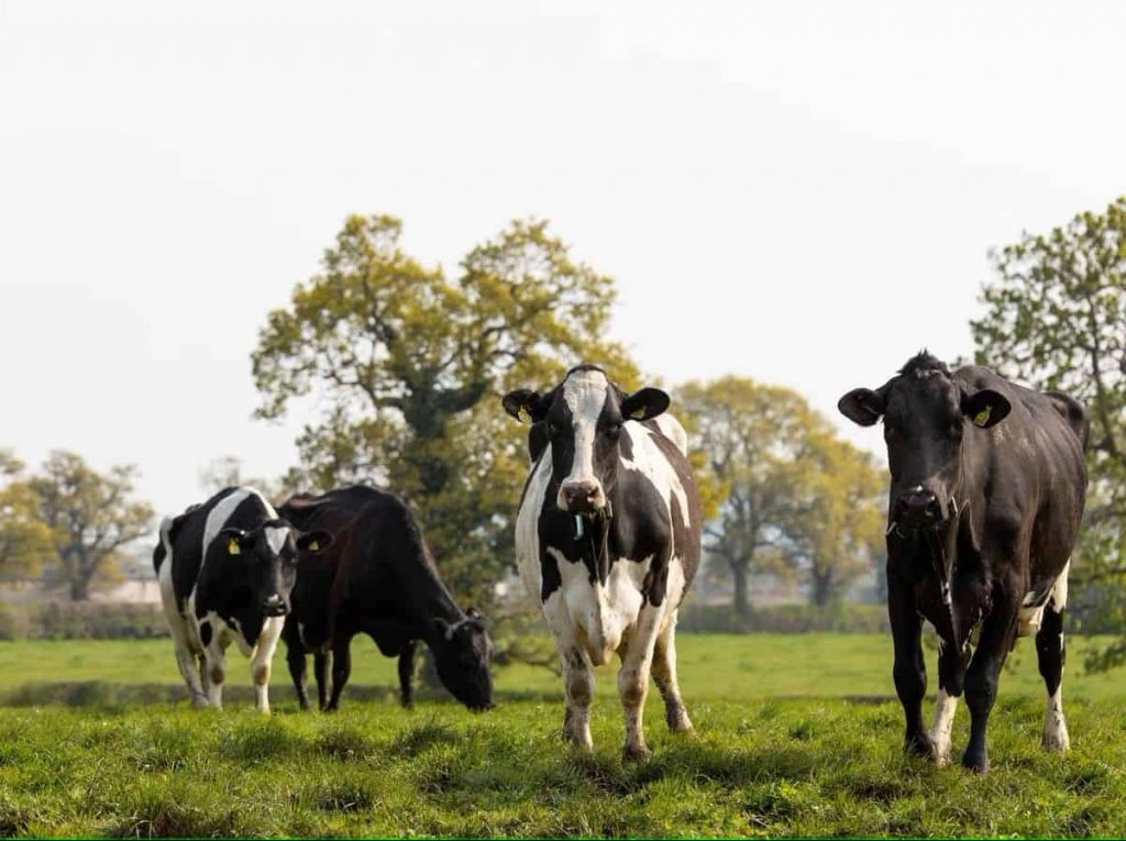 Shropshire dairy farms under threat, survey reveals