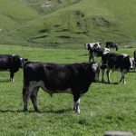 The Government's praising Kiwi farmers victory against Mycoplasma bovis - a world-first milestone