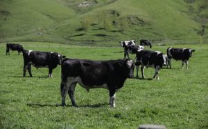 The Government's praising Kiwi farmers victory against Mycoplasma bovis - a world-first milestone