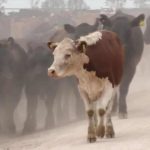 The climate-friendly cows bred to belch less methane