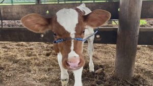 'The market doesn't need me' Last Dairy Farm in Bibb County shutting down