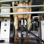 Tough winter ahead' for dairy sector as financial pressure continues