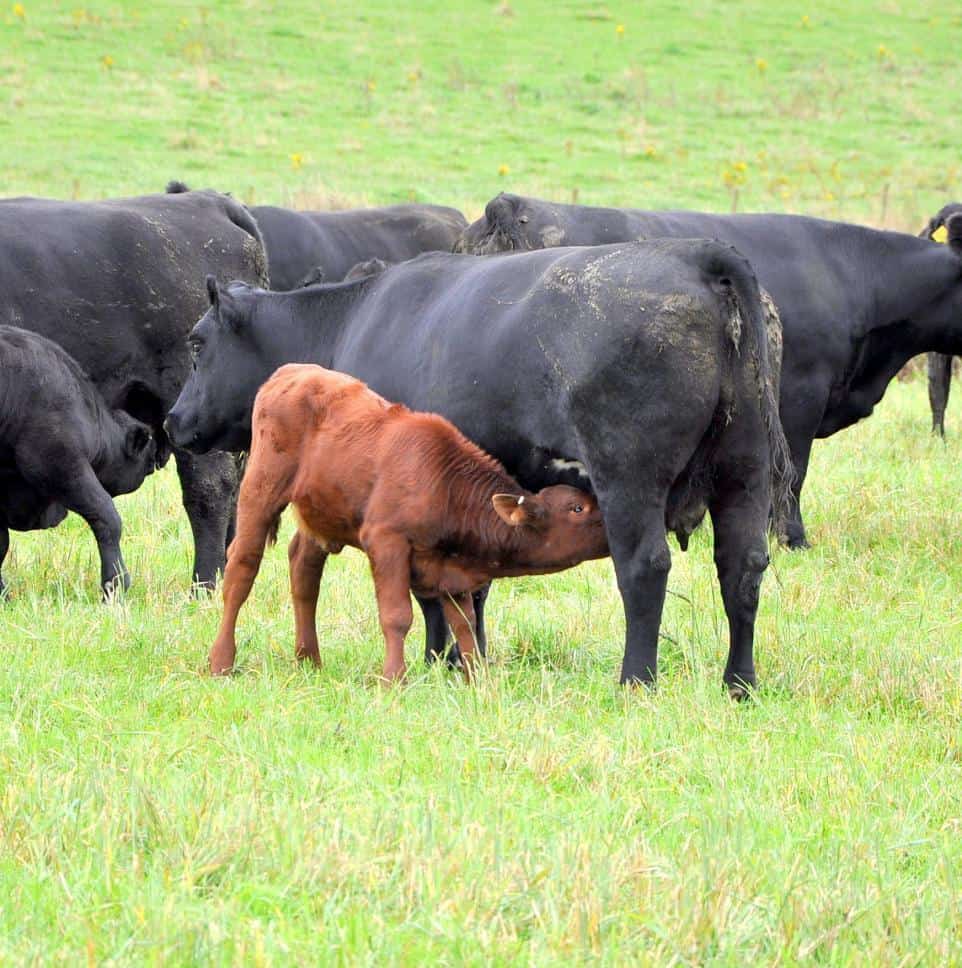 Red meat exports could increase