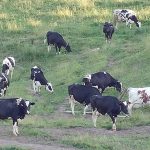 USDA projects lower dairy production, some higher prices