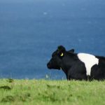 Up to 15 dairy cows die in BVD outbreak