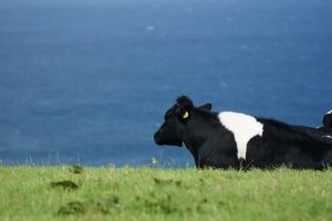 Up to 15 dairy cows die in BVD outbreak