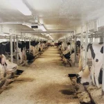 Wisconsin has lost 98,900 dairy herds since 1960. Where have they gone