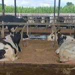 1,250-cow dairy farmer’s sand-laden slurry headache