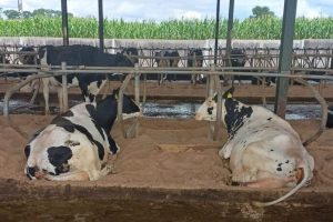 1,250-cow dairy farmer’s sand-laden slurry headache