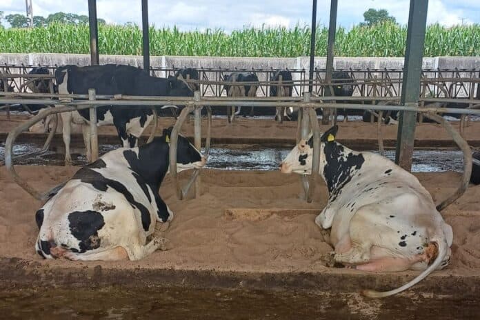 1,250-cow dairy farmer’s sand-laden slurry headache