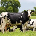 89% of consumers see Irish dairy as able to meet climate goals