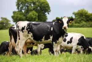 89% of consumers see Irish dairy as able to meet climate goals