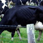 ACCC delays decision on Coles buying milk processing plants from Saputo