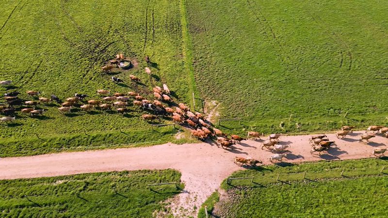 Australia set for lowest dairy output in 30 years. It could send prices skyrocketing1