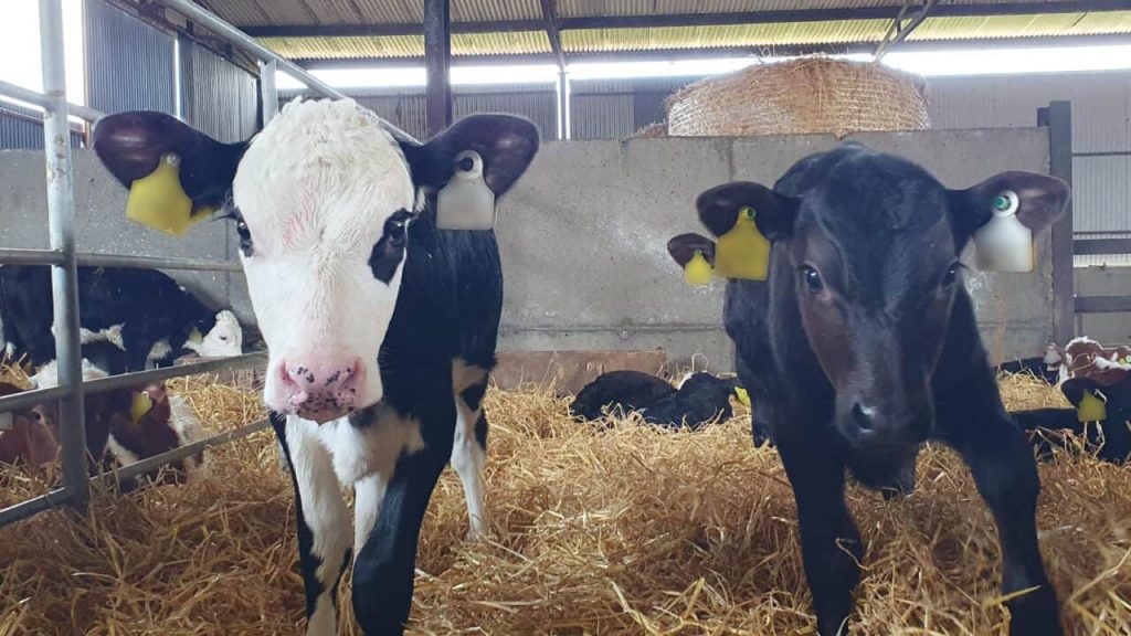 Balanced approach need for dairy-beef calves