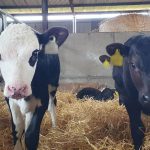 Balanced approach need for dairy-beef calves