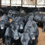 Beef-on-dairy breeding becoming popular