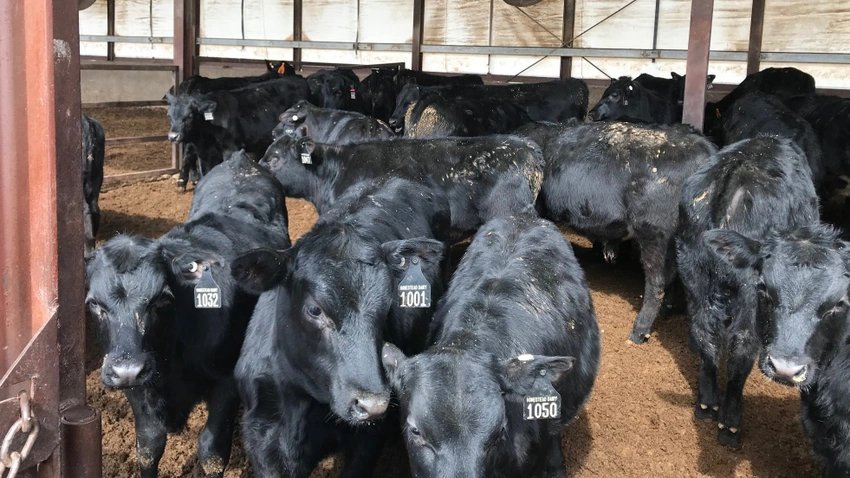 Beef-on-dairy breeding becoming popular