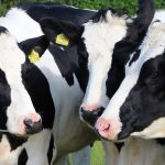 CSO 1,646,600 dairy cows in Ireland in June