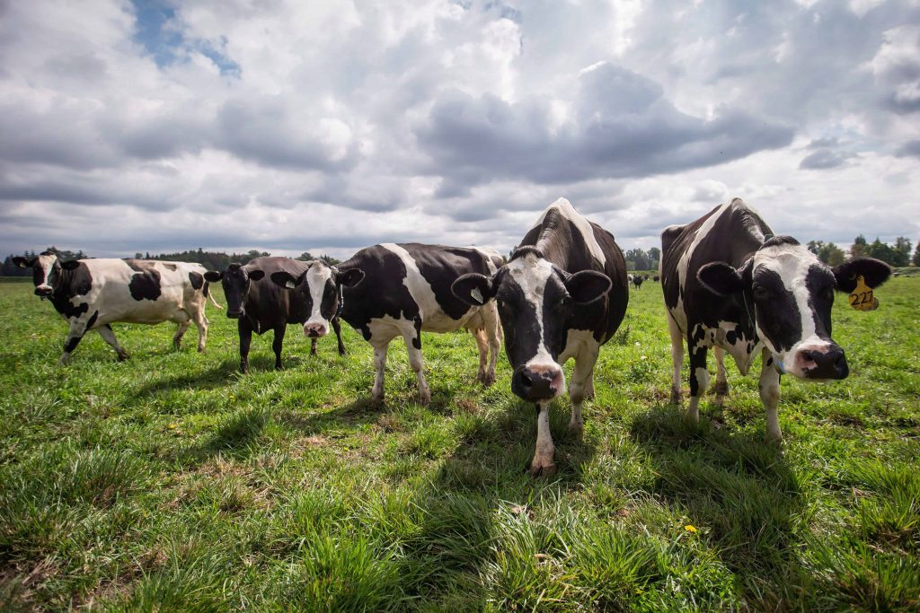 Canada says panel rules in its favor over New Zealand dairy complaint