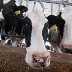 Cattle on low-protein rations may need amino acid supplement to boost milk yield