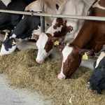 Central Pa. dairy farmers working to keep cows cool during the heatwave