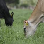 Cow efficiency is key when working with smaller herds