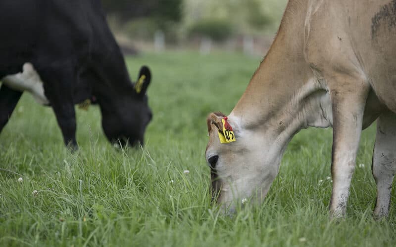 Cow efficiency is key when working with smaller herds