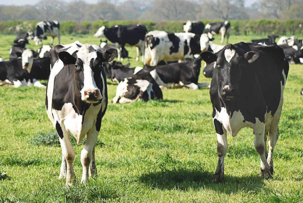 Dairy Australia to hold AGM in November