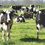 Dairy Australia to hold AGM in November