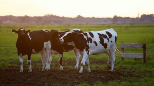 DairyNZ survey reveals top concerns impacting dairy farmers ahead of national election