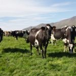 Dairy debt at risk if milk price fall lasts