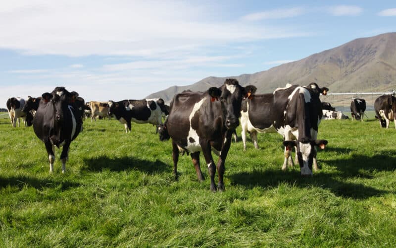 Dairy debt at risk if milk price fall lasts