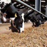 Dairy farmers advised to plan winter feeding now