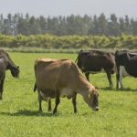 Dairy farmers dipping 90c kg below break-even