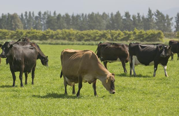 Dairy farmers dipping 90c kg below break-even