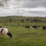 Dairy farmers face cuts to cow numbers as EU confirms Nitrates restrictions