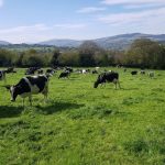 Dairy farmers face ‘large drop in income’ warns Arthur