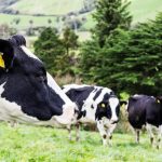 Derogation cut second-biggest blow to dairy farms in 70 years - ICMSA