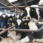 Dumfries dairy innovation centre hit by financial pressures