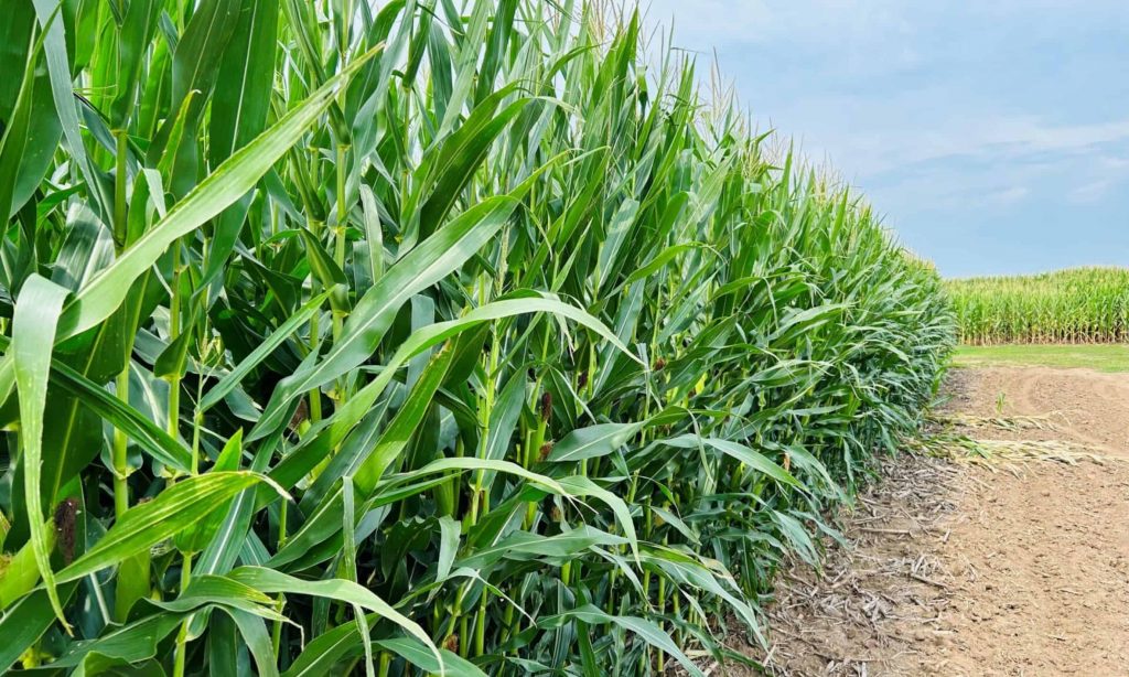 Farmer thankful for irrigation this year