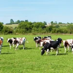 Genetic technology project to improve dairy cow performance enters next phase