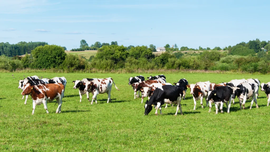 Genetic technology project to improve dairy cow performance enters next phase