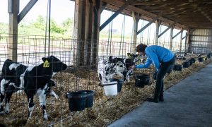 Gov. Hochul announces over $6 million in grants to protect farmland