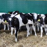 How cow minerals unlocked calf health for Somerset farm