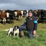 How dairy-beef outwintering setup saves on winter housing costs